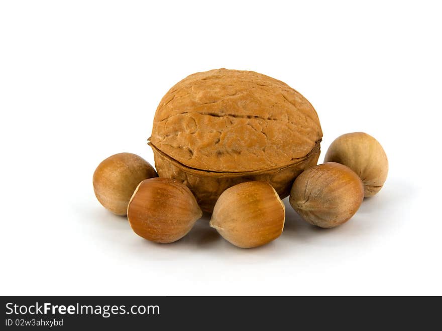 Wallnut and hazelnut on white background