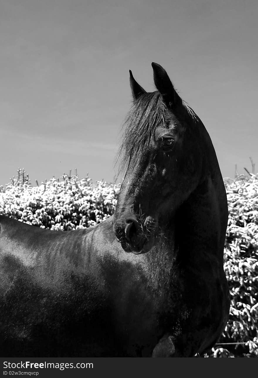 Portrait of a Friesian Horse in monochrome