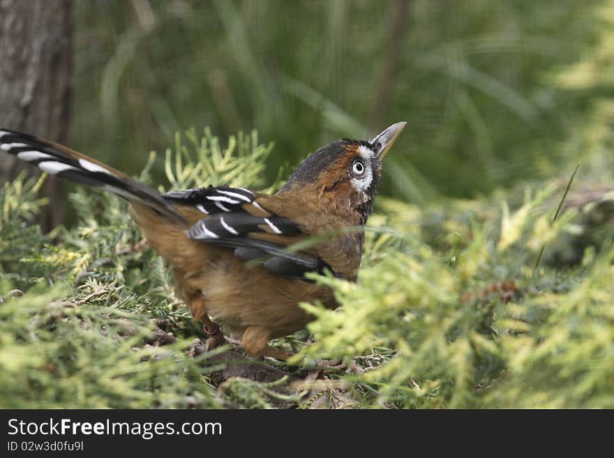 The Moustached laughingthrush (Garrulax cineraceus) is a bird species in the Old World babbler family (Timaliidae)