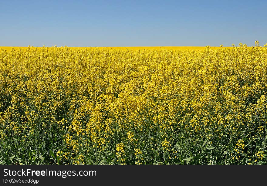 Rape field