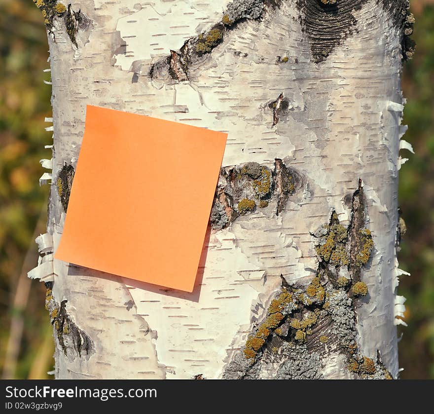 Birch Stem