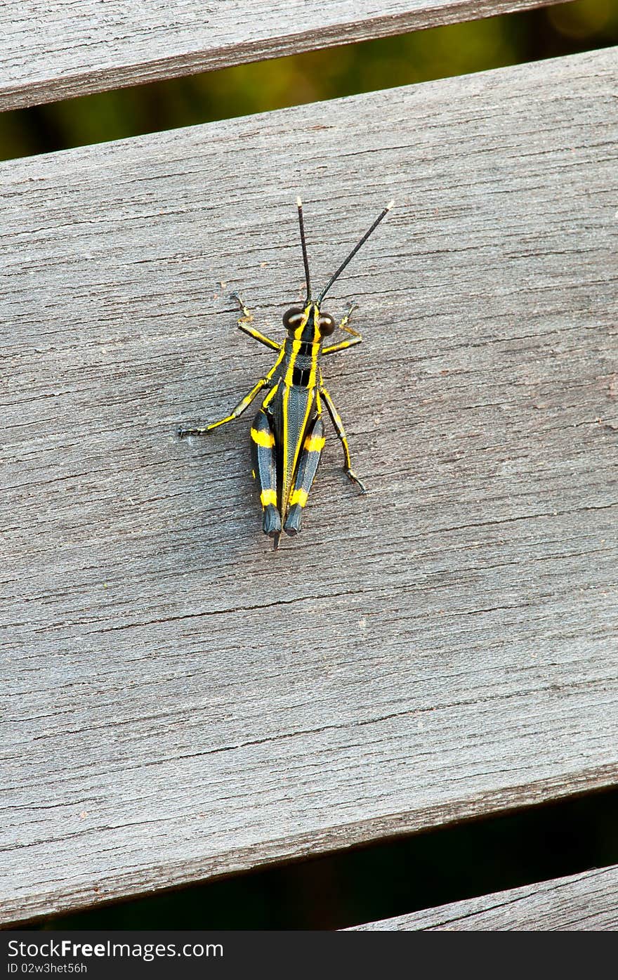 Yellow Stripes Grasshopper with Wooden Background. Yellow Stripes Grasshopper with Wooden Background