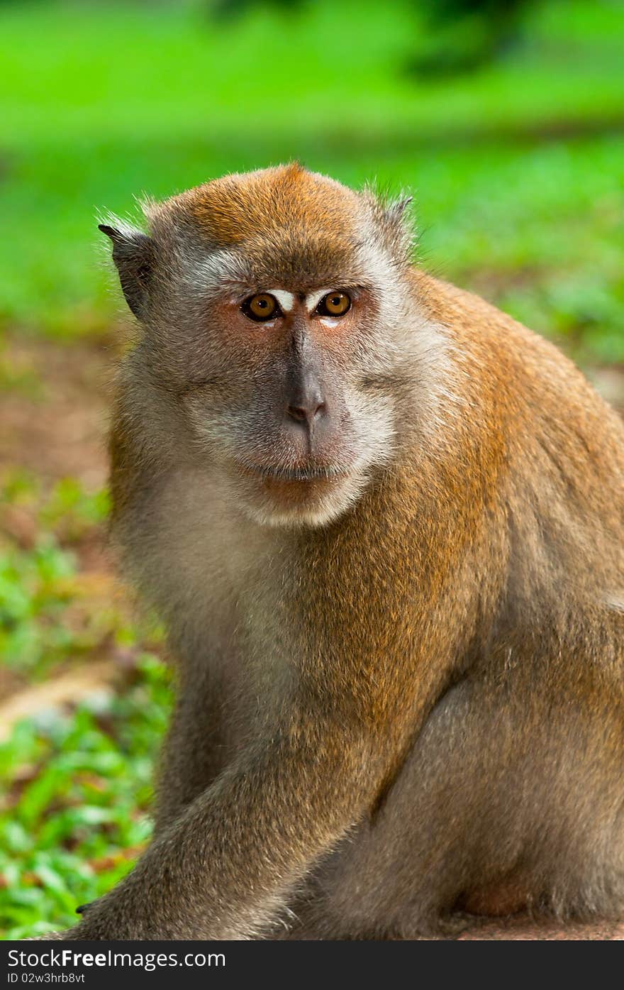 Portrait of Male Macaque Staring Over Its Shoulder