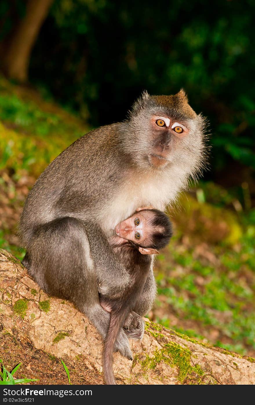 Nursing Wild Macaque