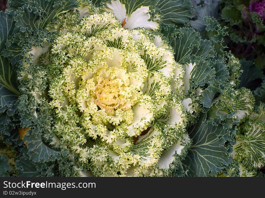 Flowering kale