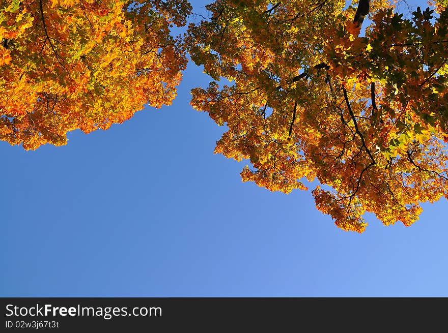 Group of colorful trees in autumn park. Group of colorful trees in autumn park