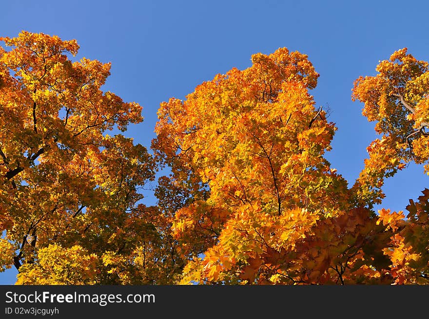 Group of colorful trees in autumn park. Group of colorful trees in autumn park