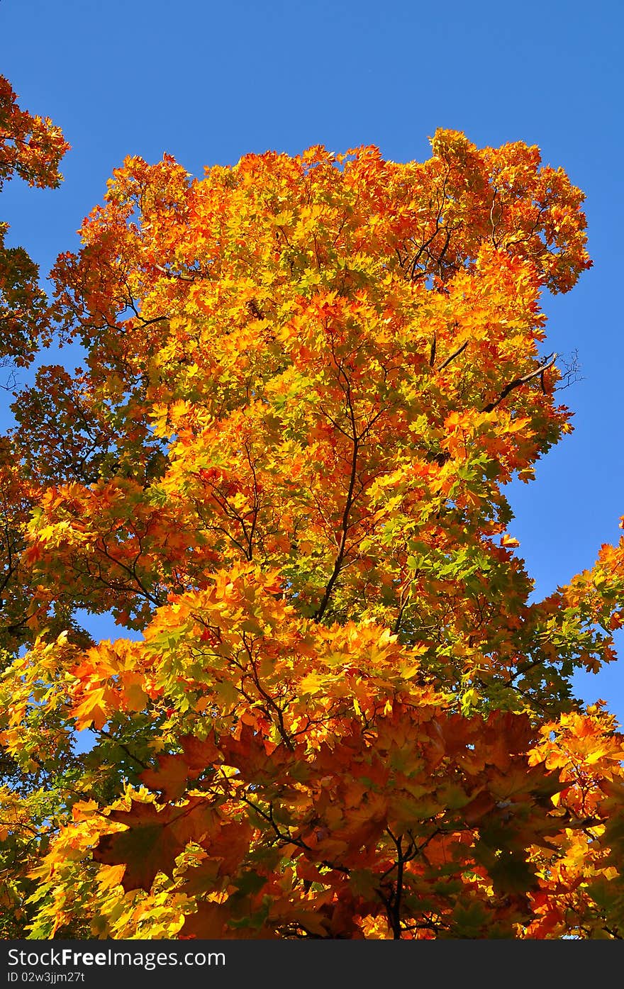 Colorful tree in autumn park