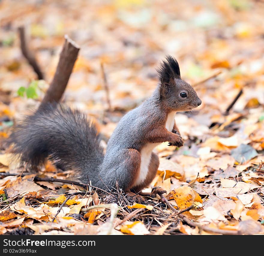 Squirrel in the autumn park