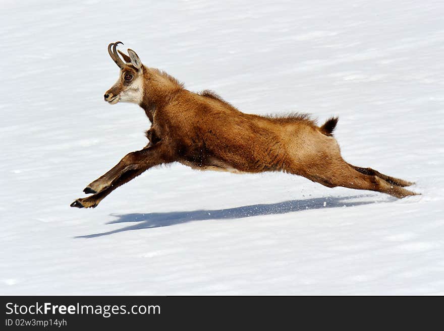 Chamois in the Italian Alps. Chamois in the Italian Alps