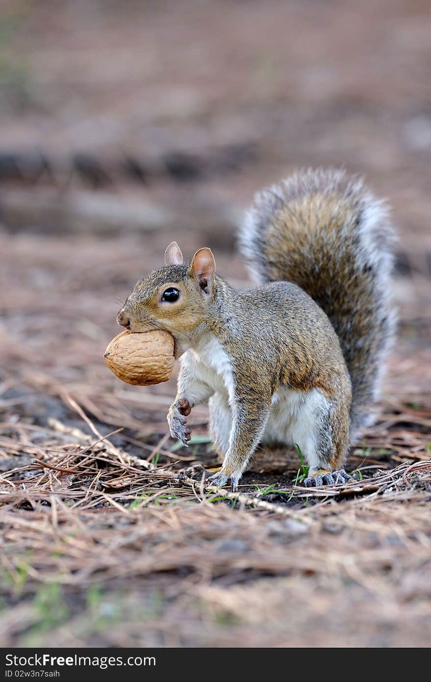 Squirrel with walnut in the Genova park. Squirrel with walnut in the Genova park