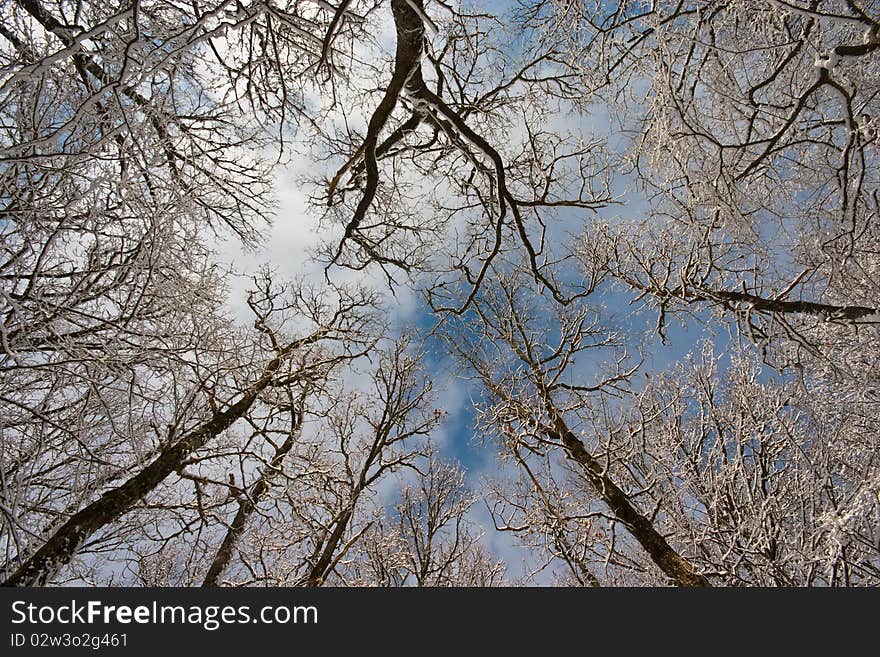 Looking up through forest canopy in winter time. Looking up through forest canopy in winter time