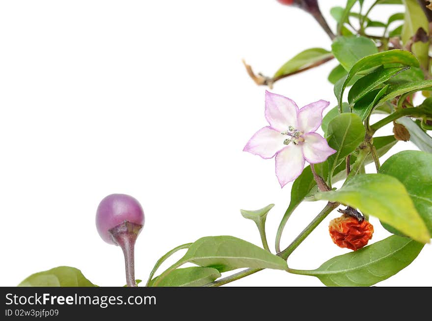 A closeup shot of a decorative pepper plant with a flower and fruit on a white background. A closeup shot of a decorative pepper plant with a flower and fruit on a white background