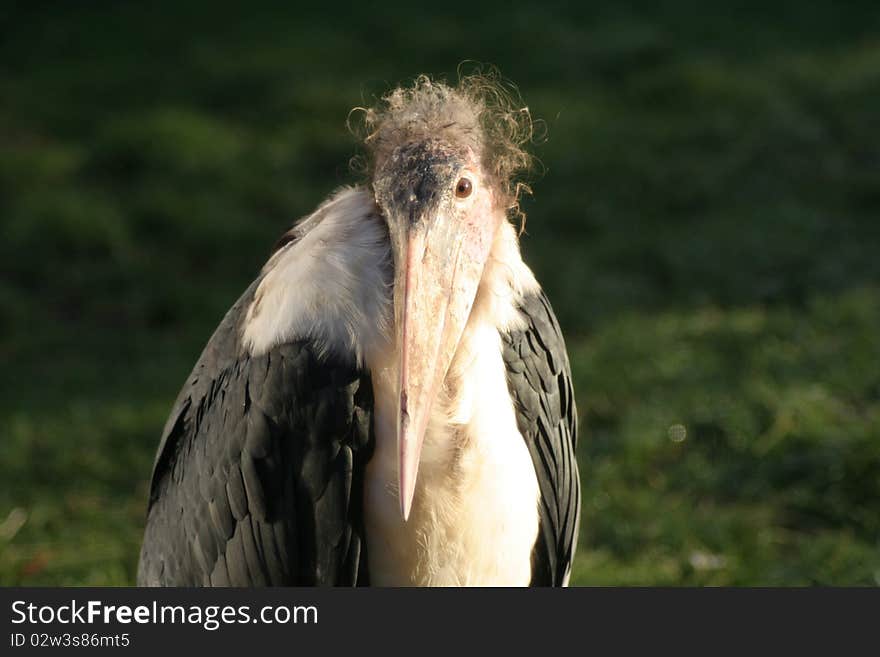 Head shot of a Marabou Stork.