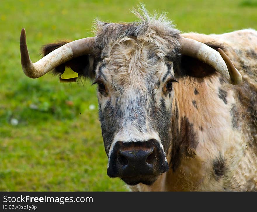 View of a cow in a field