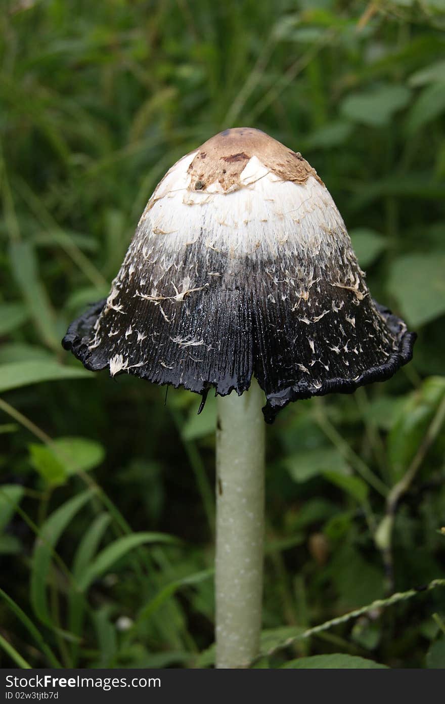 Toadstool in forest Banff National Park Canada