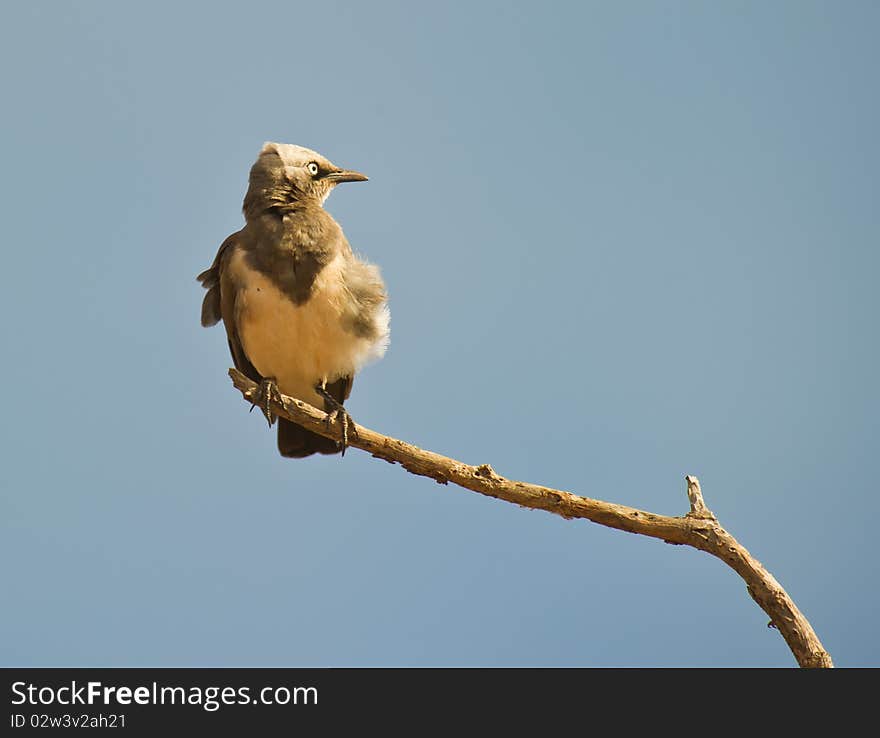 Fisher´s Starling facing the sunrise