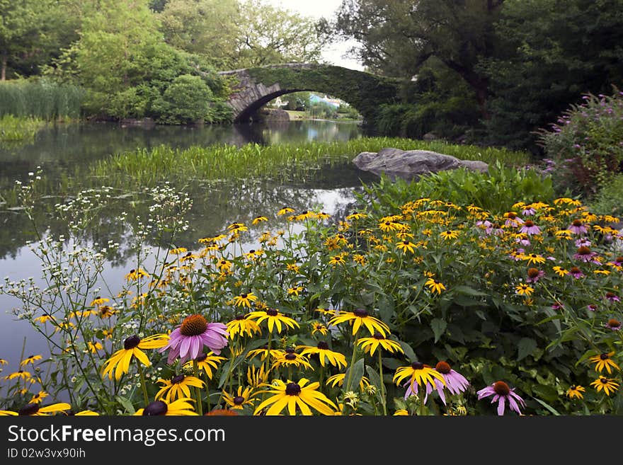 Central Park in the early morning at the pond. Central Park in the early morning at the pond