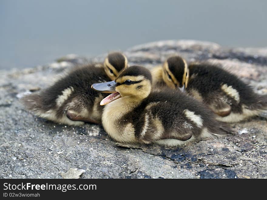 Baby Mallard ducks huddled on rocks in Central Park