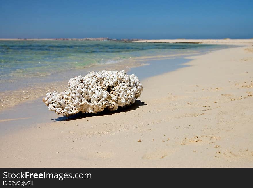 Dead coral on the bank of the red sea