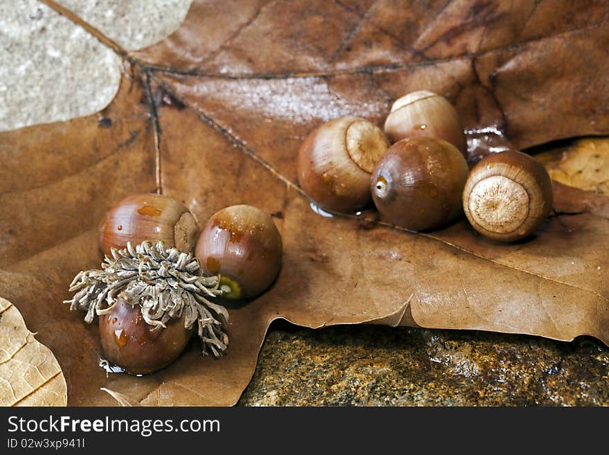 Acorns on maple leaf in studio setting with rock. Acorns on maple leaf in studio setting with rock