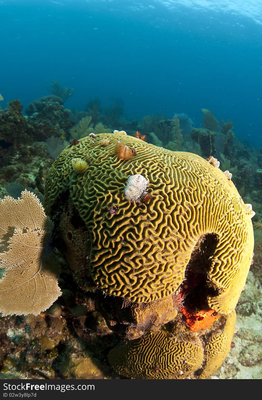 Underwater off the coast of Roatan Honduras brain coral with Christmas tree worms. Underwater off the coast of Roatan Honduras brain coral with Christmas tree worms