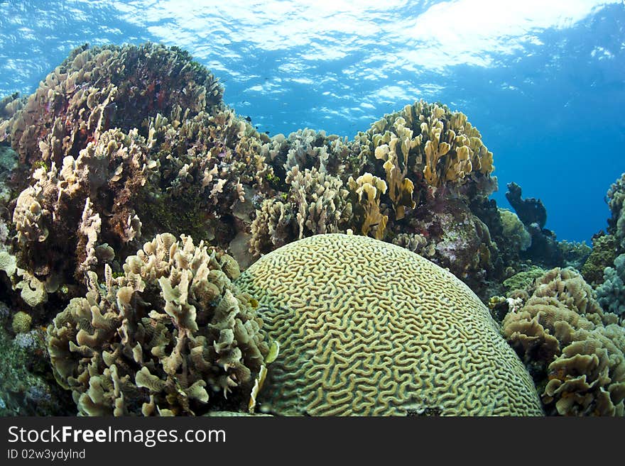 Underwater off the coast of Roatan Honduras with brain and lettuce corals. Underwater off the coast of Roatan Honduras with brain and lettuce corals