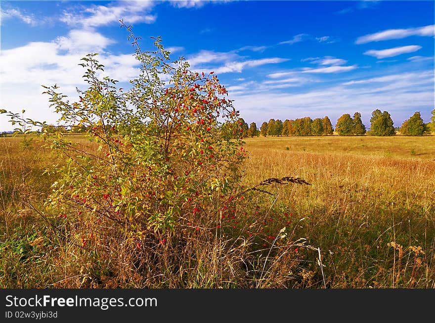 Autumnal bush of ;dogrose and splendid field by october. Autumnal bush of ;dogrose and splendid field by october.