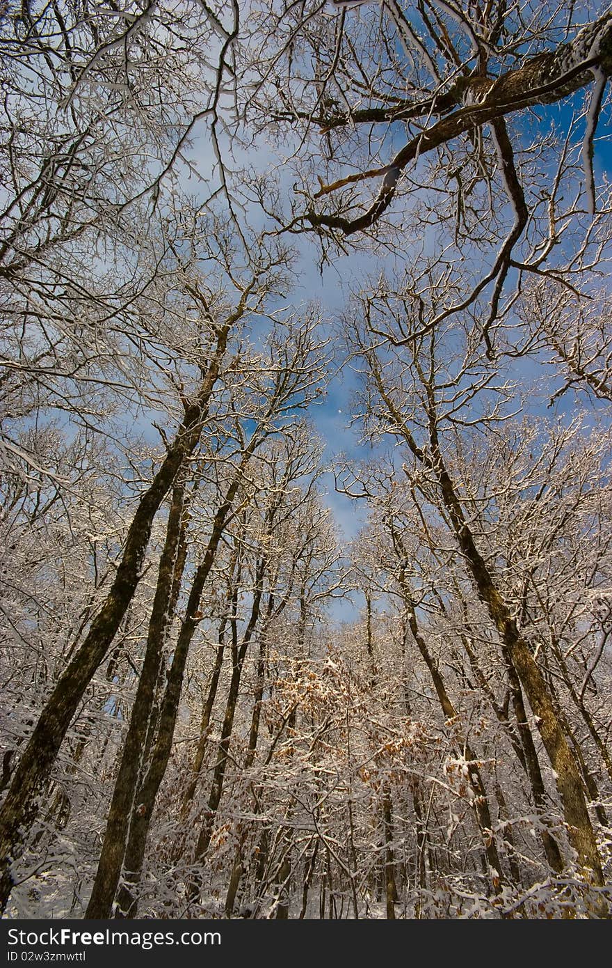 Looking up through forest canopy in winter time. Looking up through forest canopy in winter time