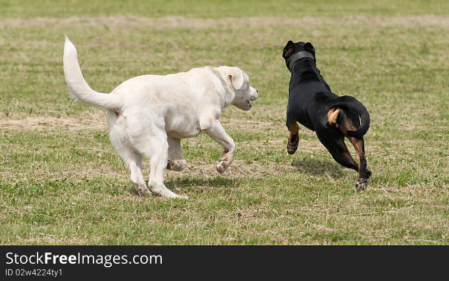 A black and a white dog playing outside in a park. A black and a white dog playing outside in a park