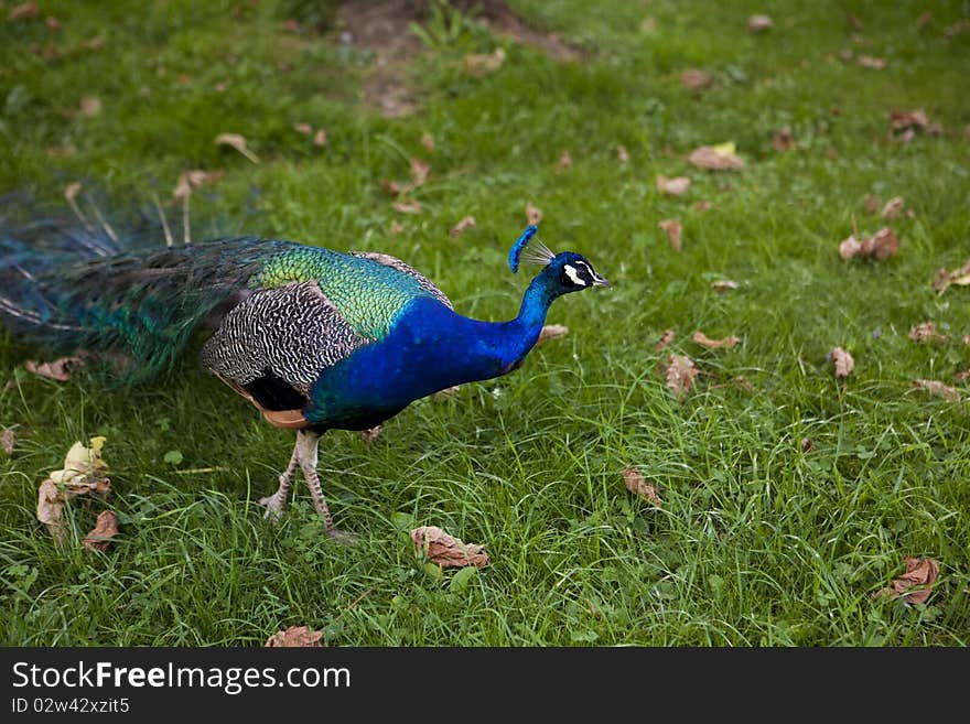 Blue peacock