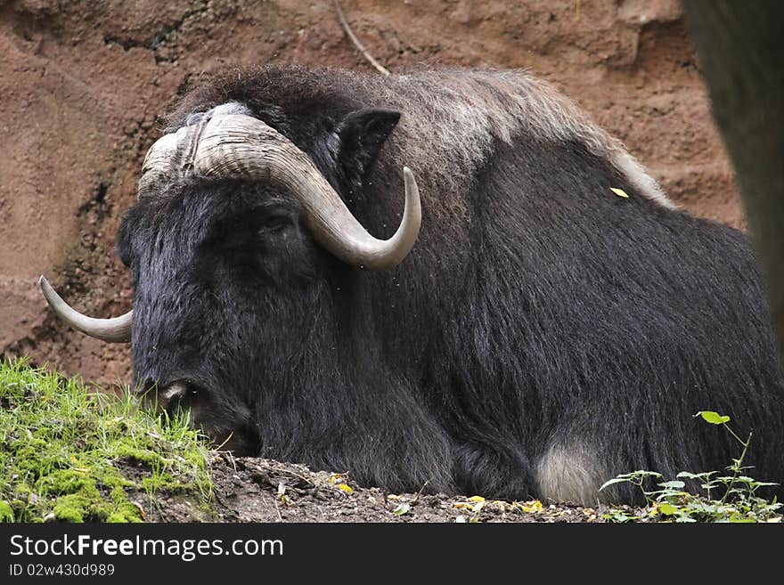 The muskox (Ovibos moschatus) is an Arctic mammal of the Bovidae family, noted for its thick coat and for the strong odor emitted by males, from which its name derives. This musky odor is used to attract females during mating season. Muskoxen live primarily in Arctic North America, with small reintroduced populations in Sweden, Siberia and Norway.