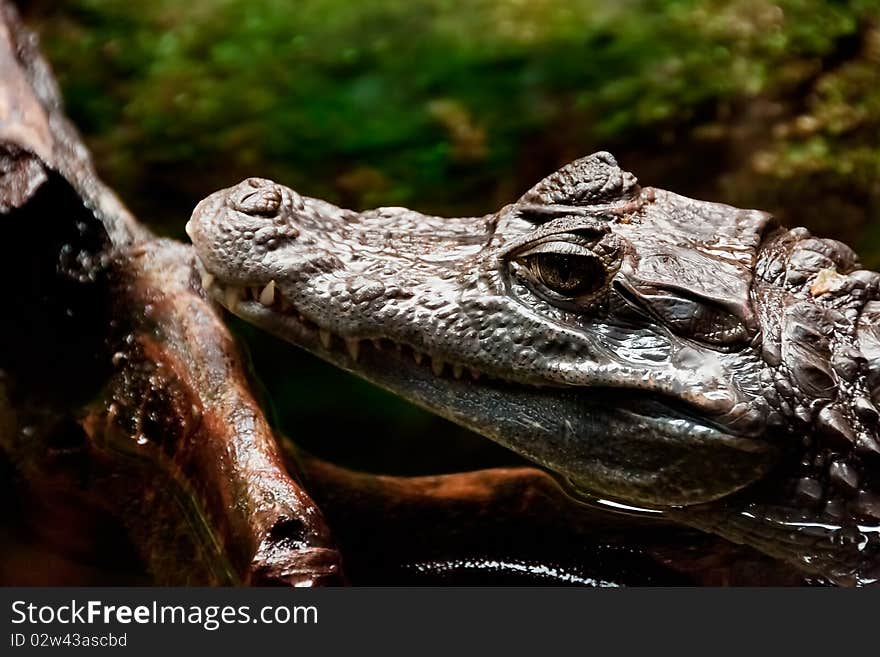 Cayman (Caiman)