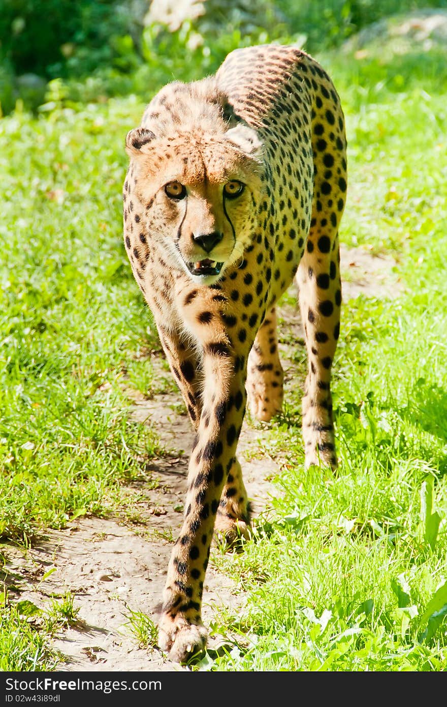 Cheetah (Acinonyx Jubatus)