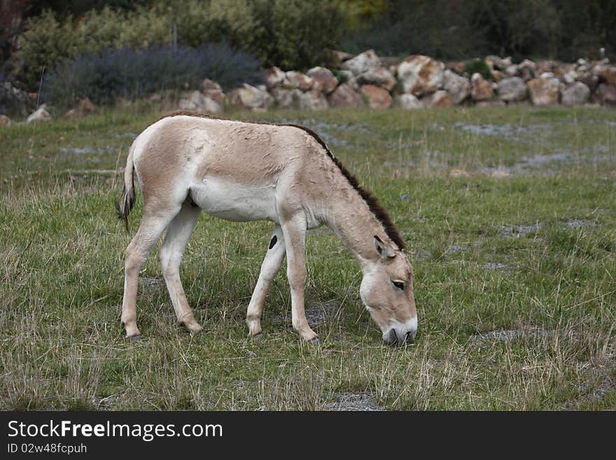 The Onager (Equus hemionus) is a large member of the genus Equus of the family Equidae (horse family) native to the deserts of Syria, Iran, Pakistan, India, Israel and Tibet. It is sometimes known as the Wild Asian Ass.