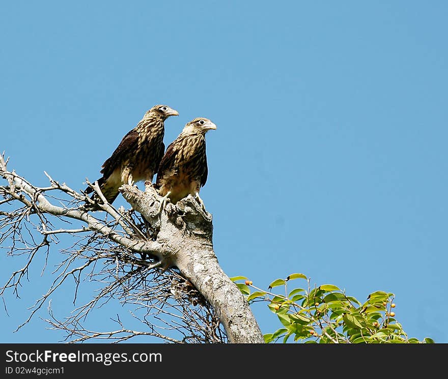 Yellow-headed Caracaras