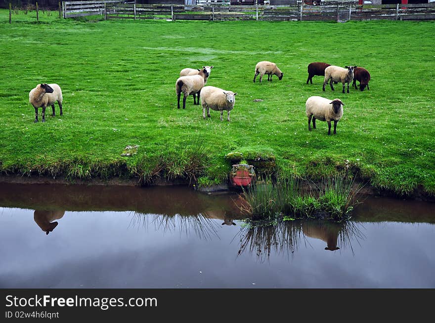 Flock of sheep