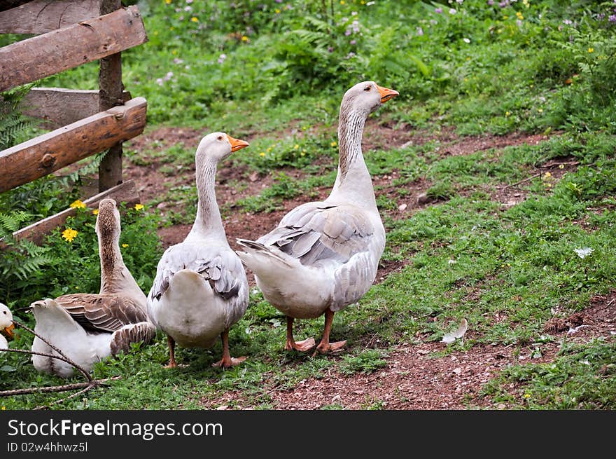 Ducks in the garden next to the fence