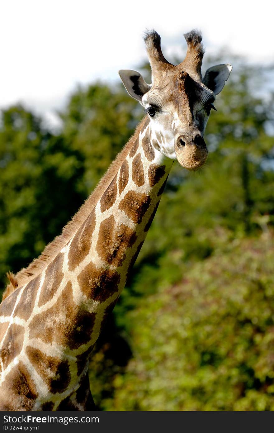 Giraff