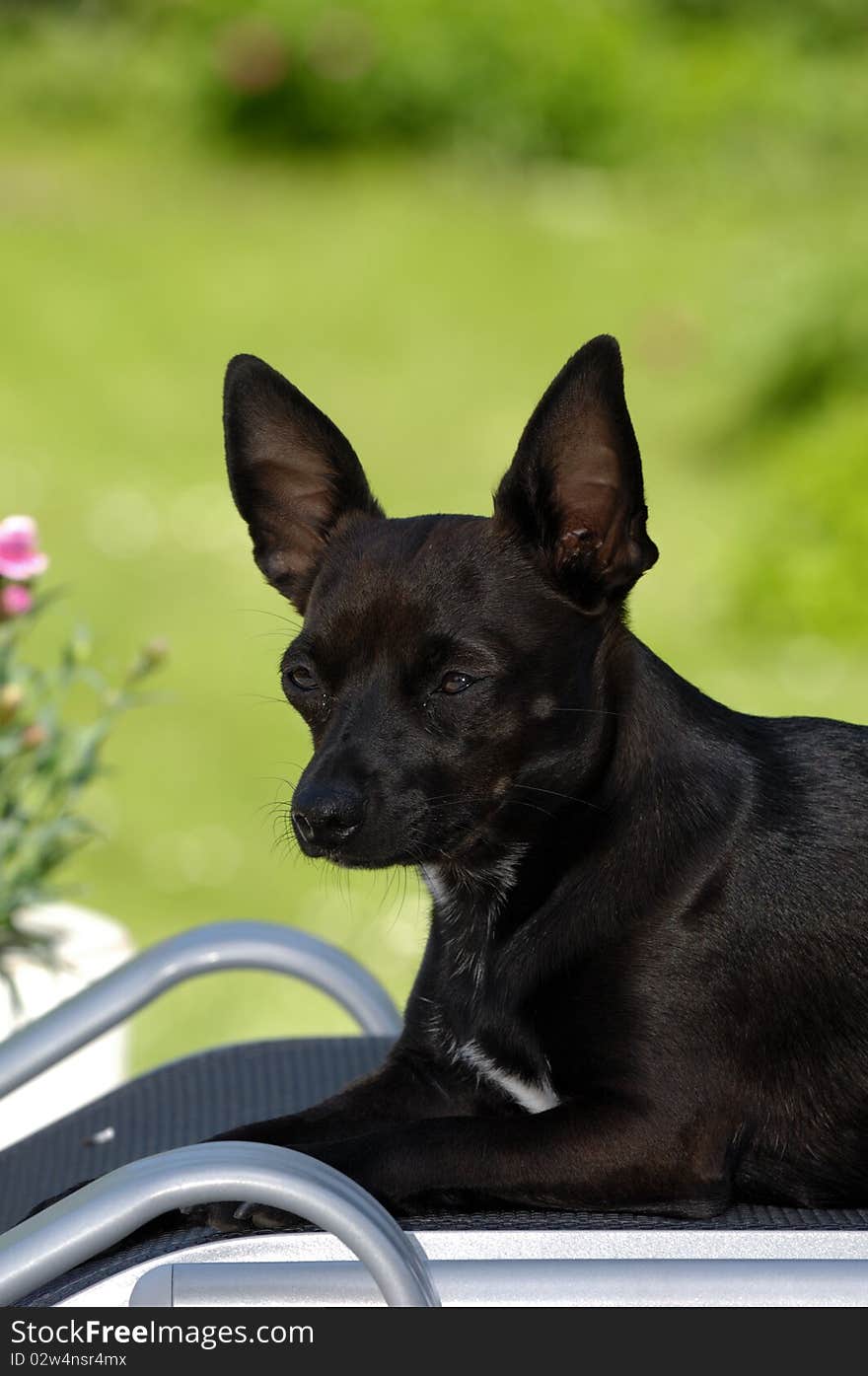 Dog is resting on sunlounger in garden. The breed of the dog is a mix of a miniature pincher and a chihuahua.