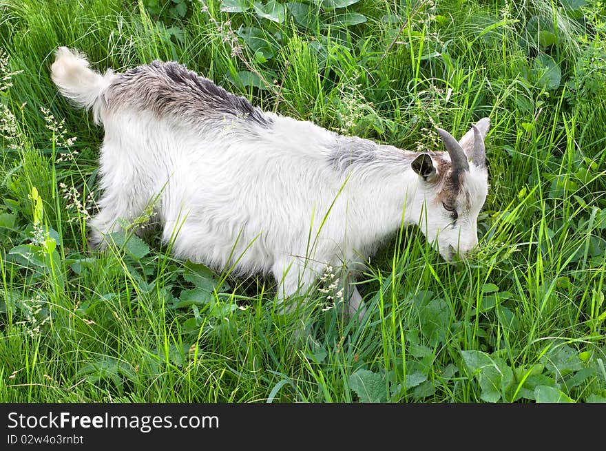 Goat grazing