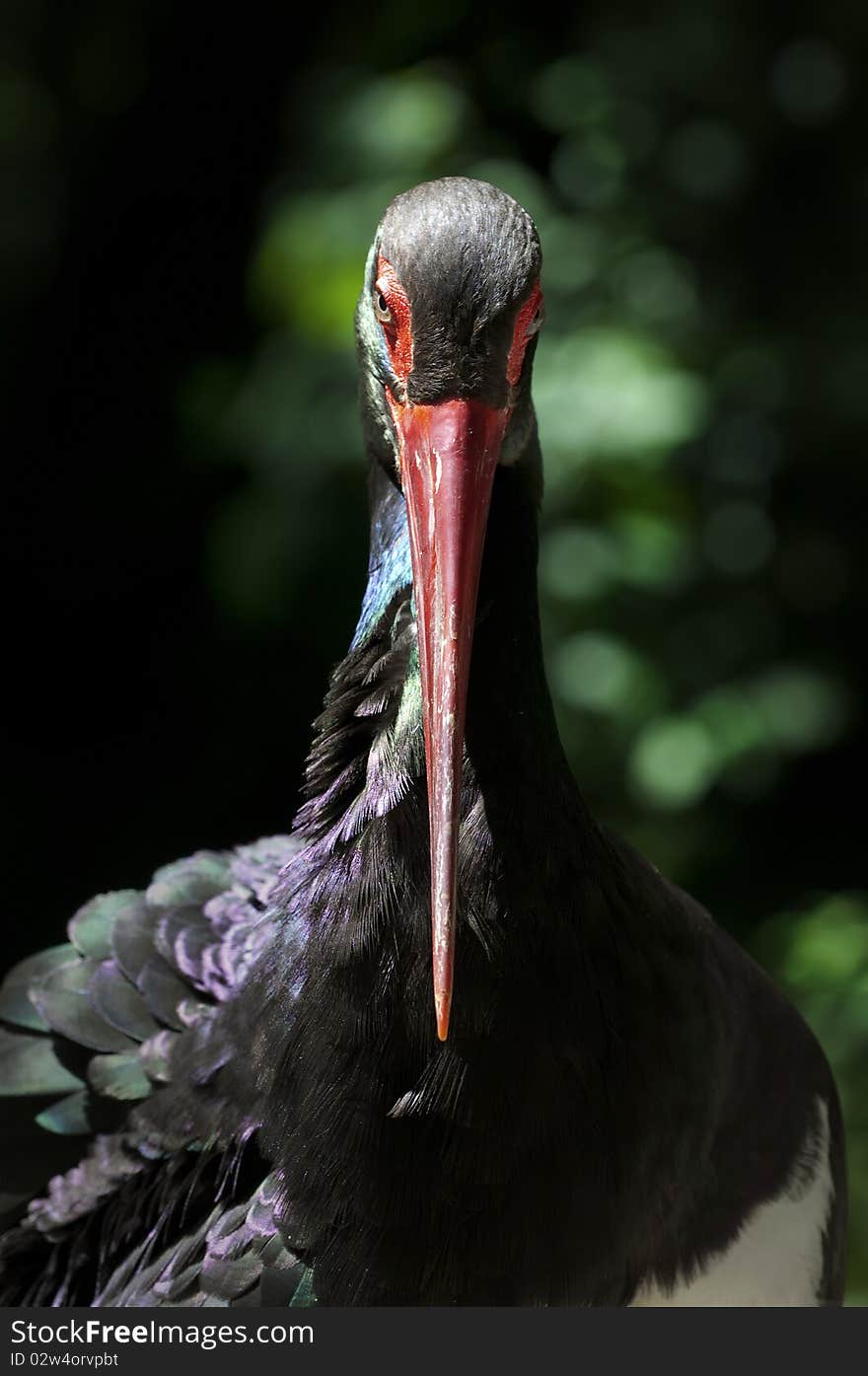 A black stork shot in Germany. A black stork shot in Germany