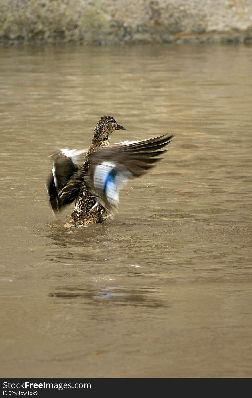 Duck taking off