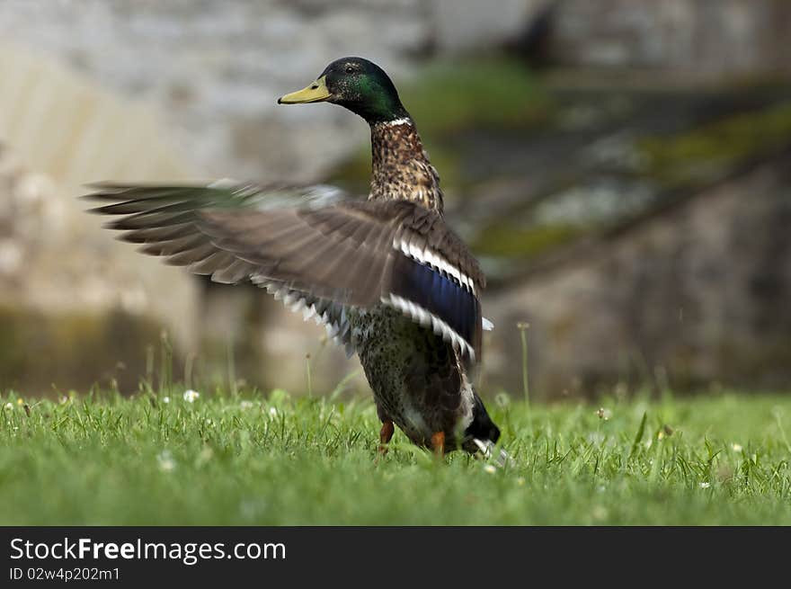 Duck flapping with wings