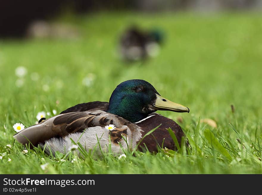 Happy Duck In Between Daisies