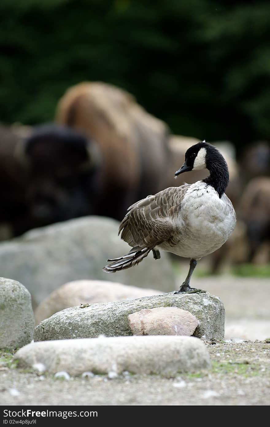 Happy Duck In Front Of A Bison