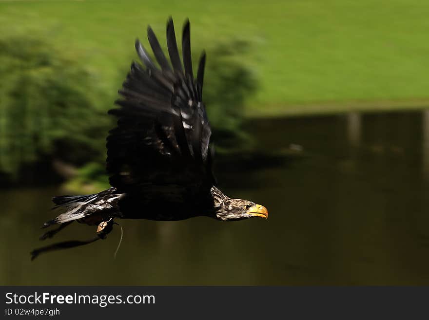 A young white head sea eagle before he gets his white head