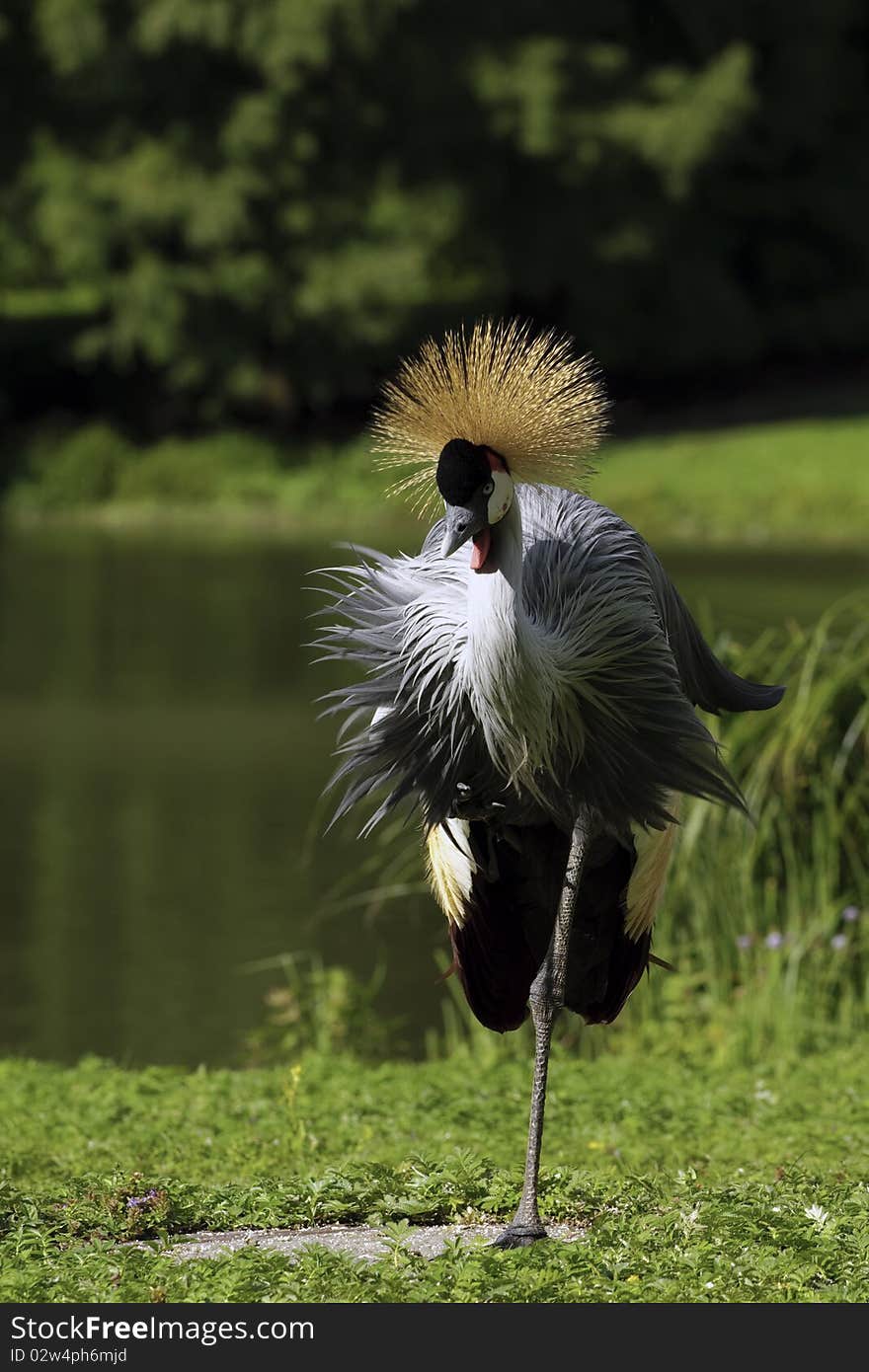 A crown crane shot in central europe