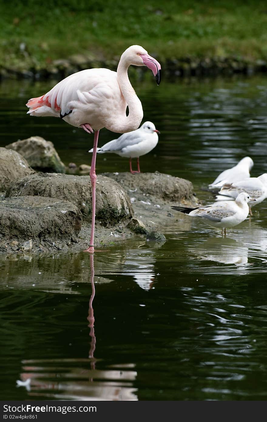 A pink flamingo in a lake in between birds