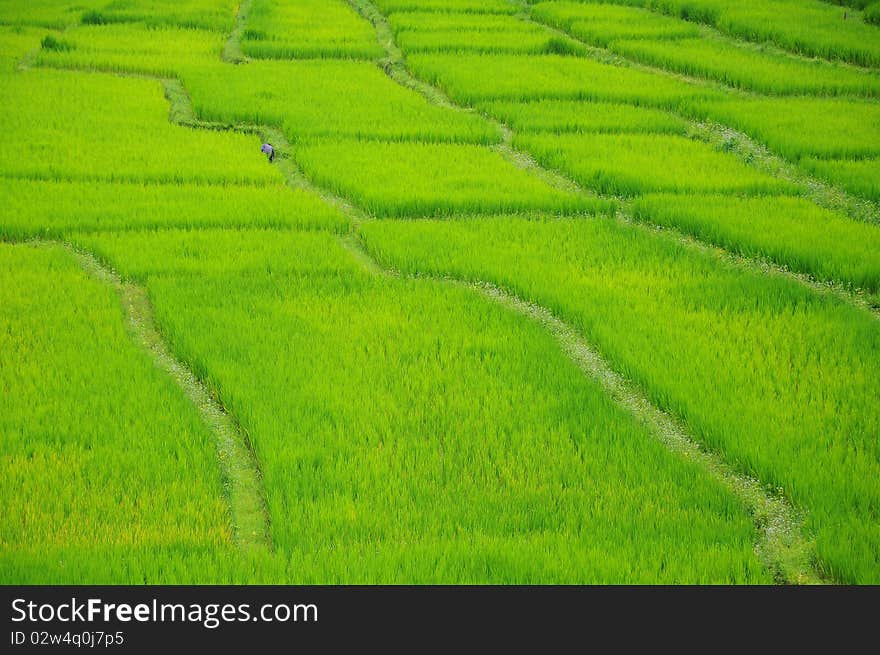 Rice paddyfield